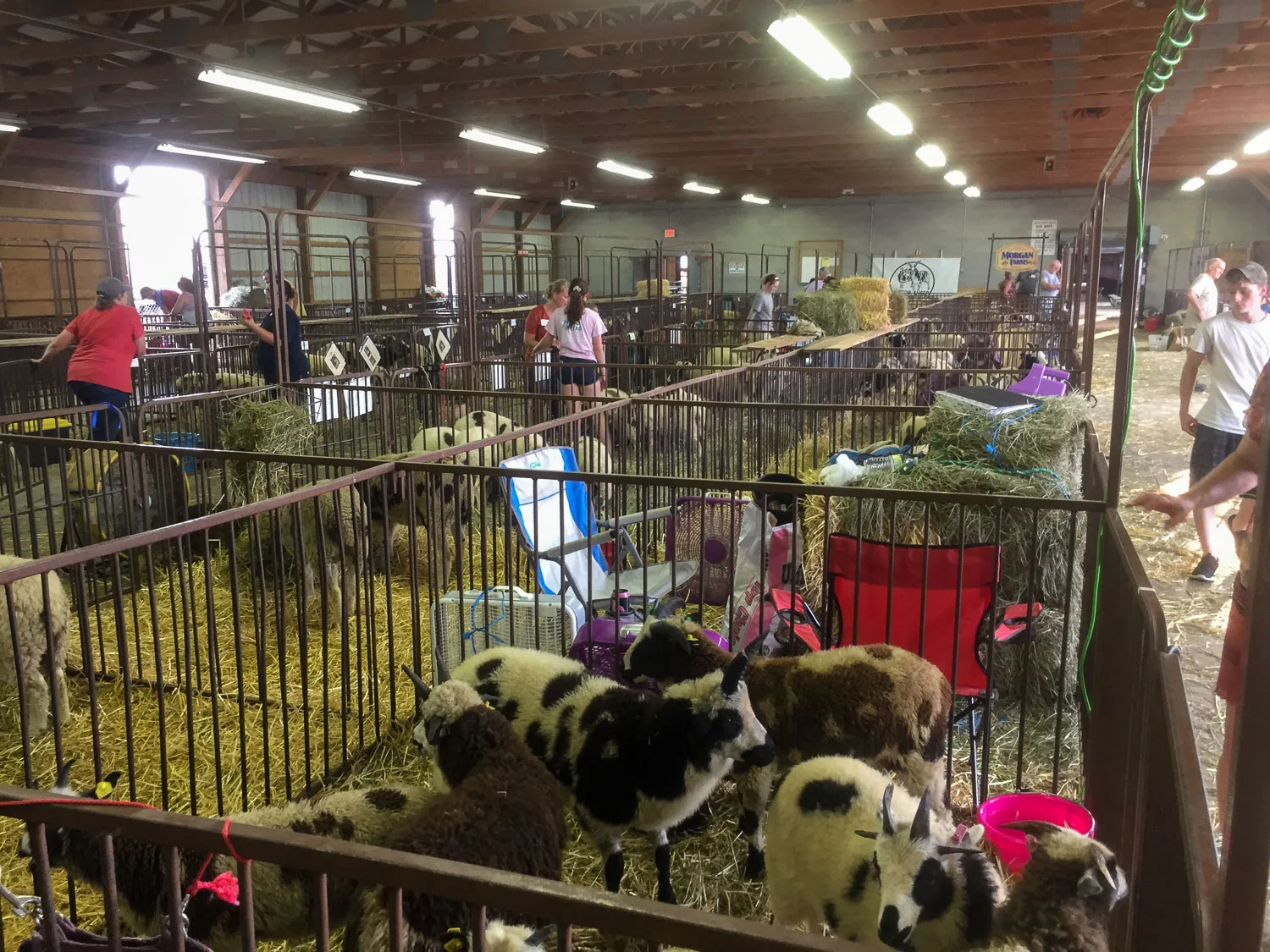 Jacob sheep AGM