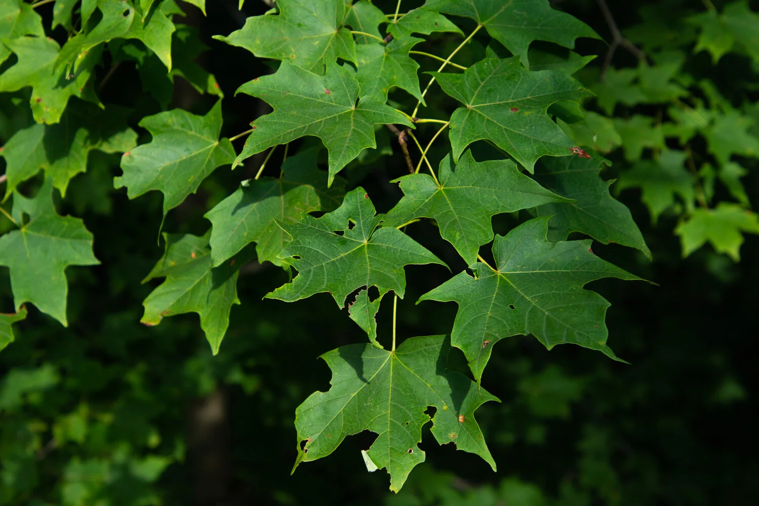 Maple leaves in Holden Arboretum, Ohio.