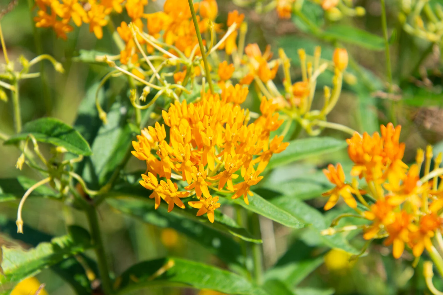 Butterfly milkweed at Holden Arboretum, Ohio.