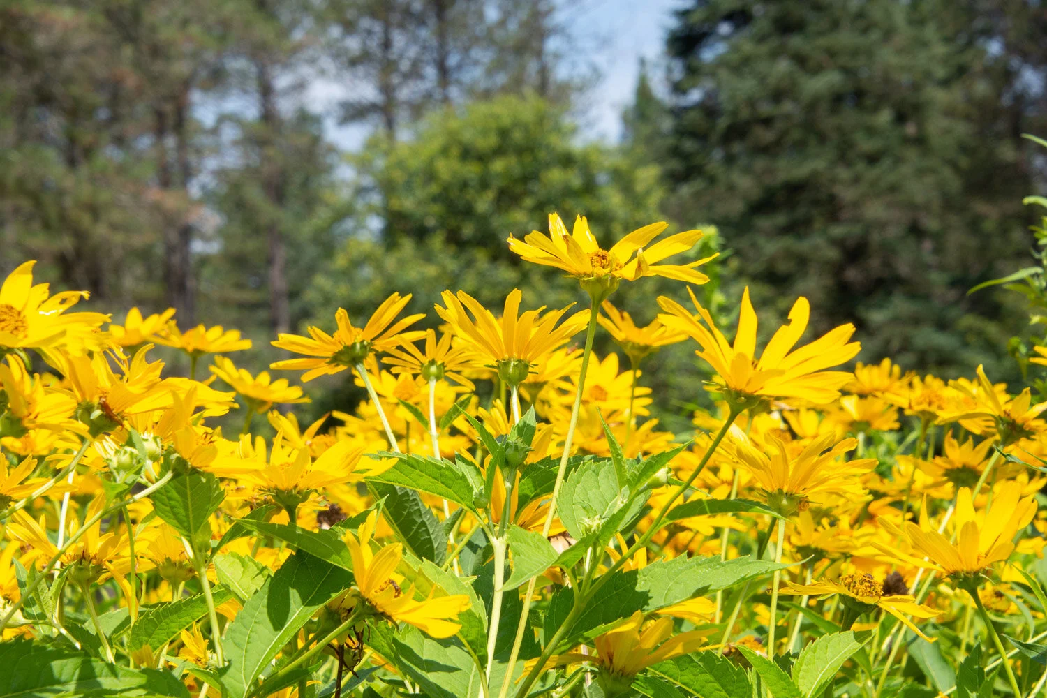 Holden Arboretum, Ohio.