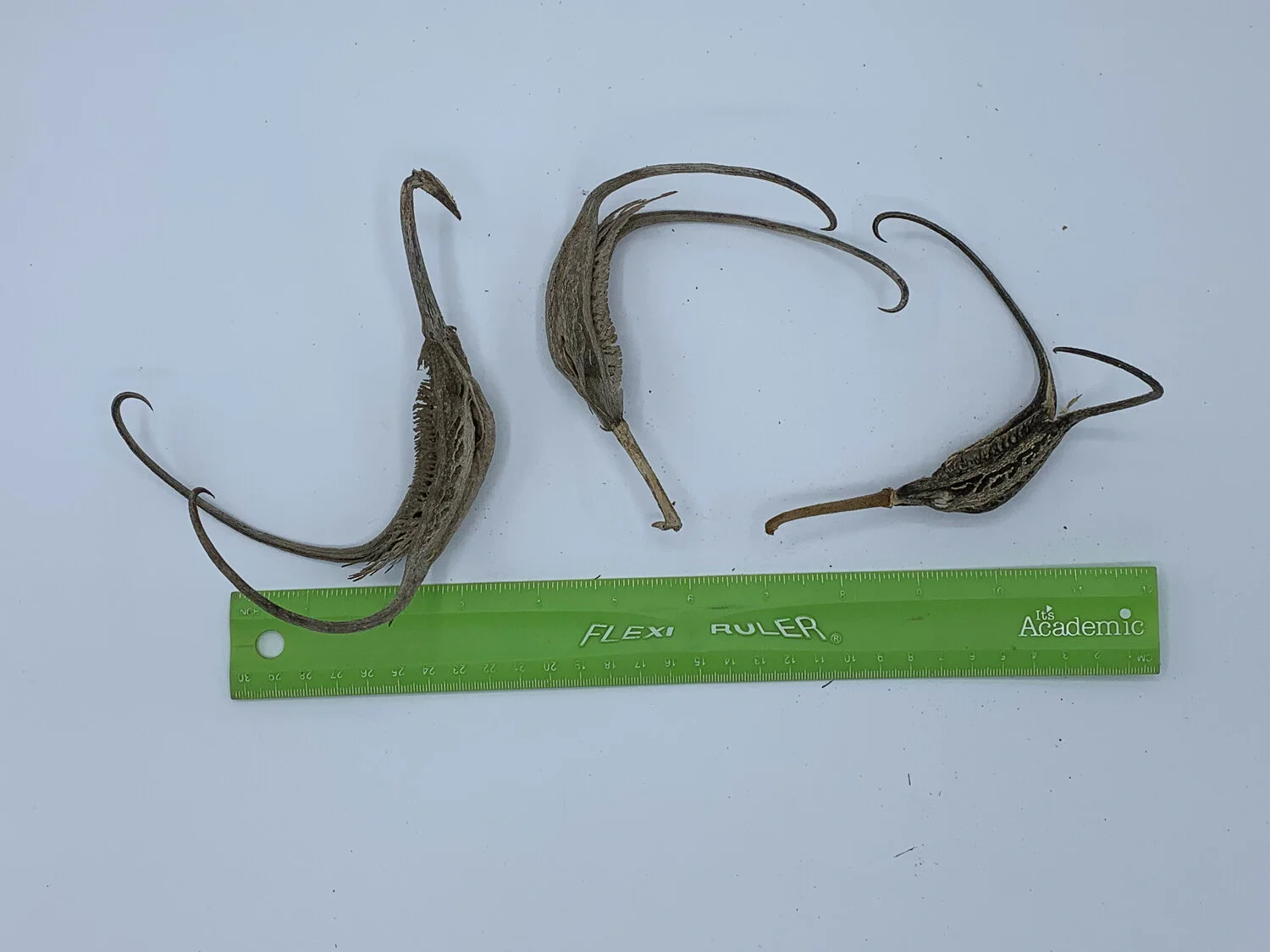 devils_claw