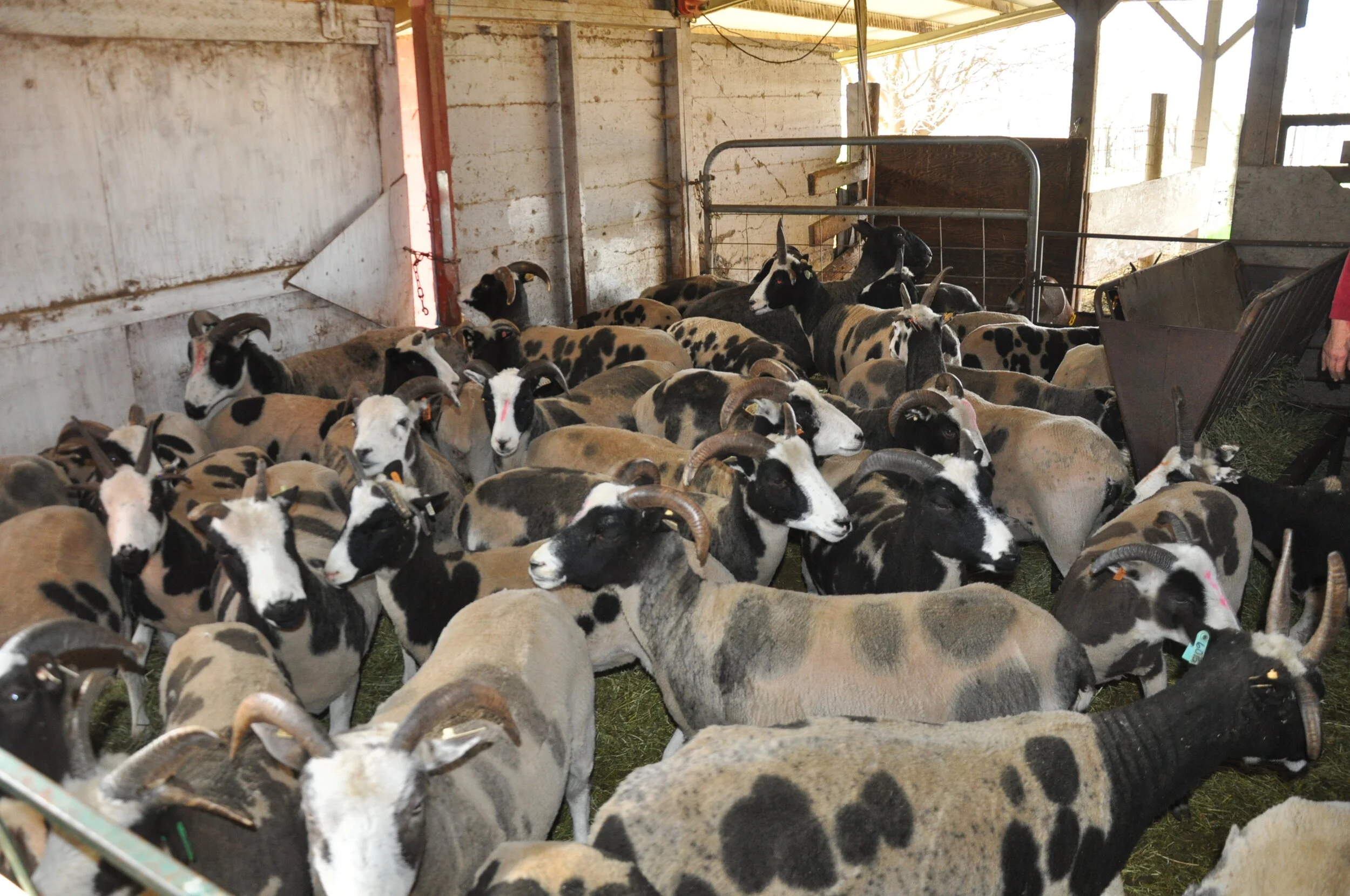 Pre-lambing Farm Club work