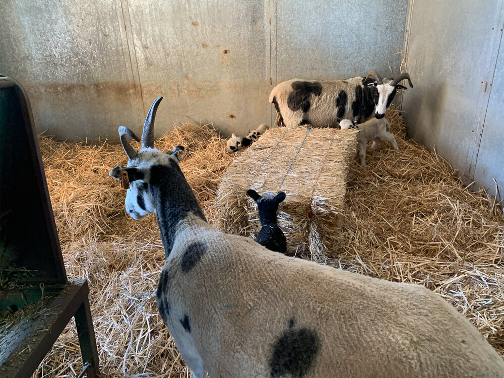 Lambing Season — Meridian Jacobs
