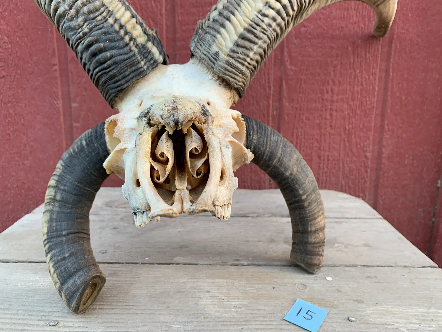 4-horn Jacob sheep skull