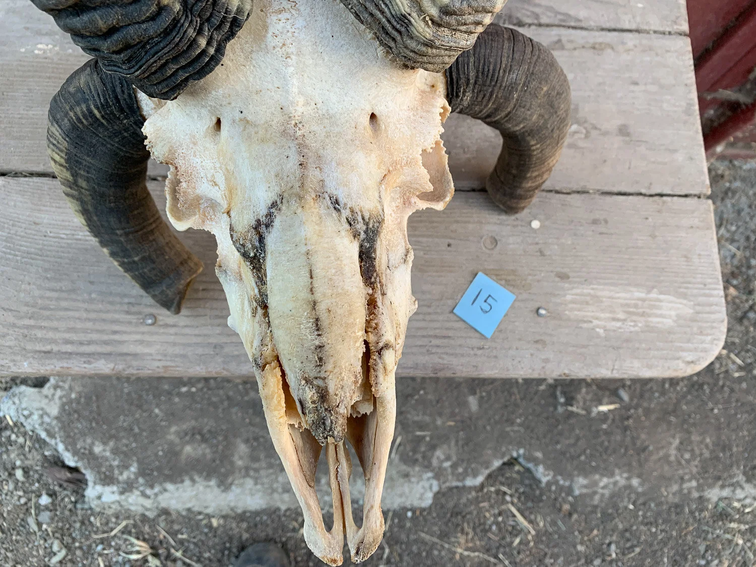 4-horn Jacob sheep skull