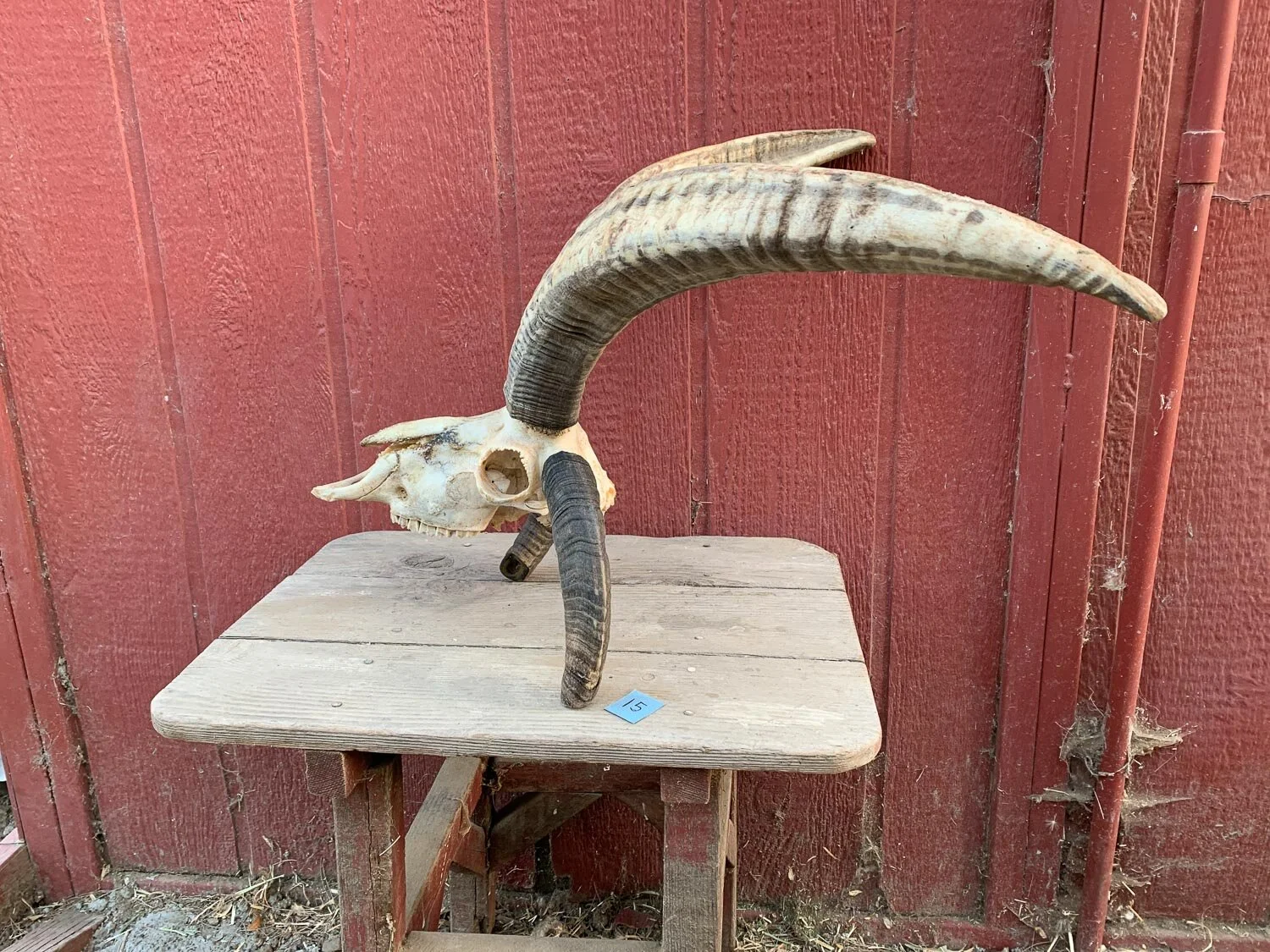 4-horn Jacob sheep skull