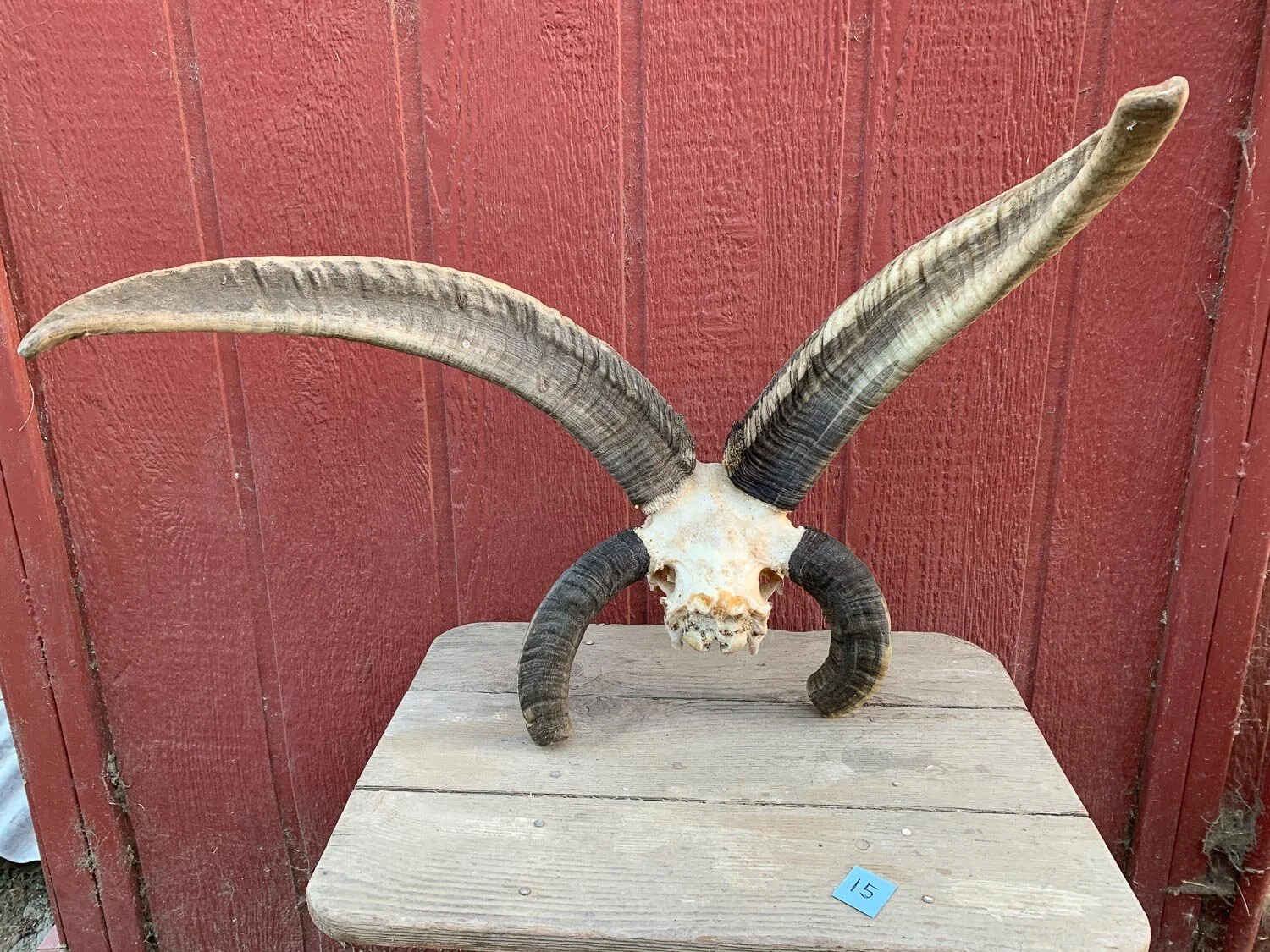 4-horn Jacob sheep skull