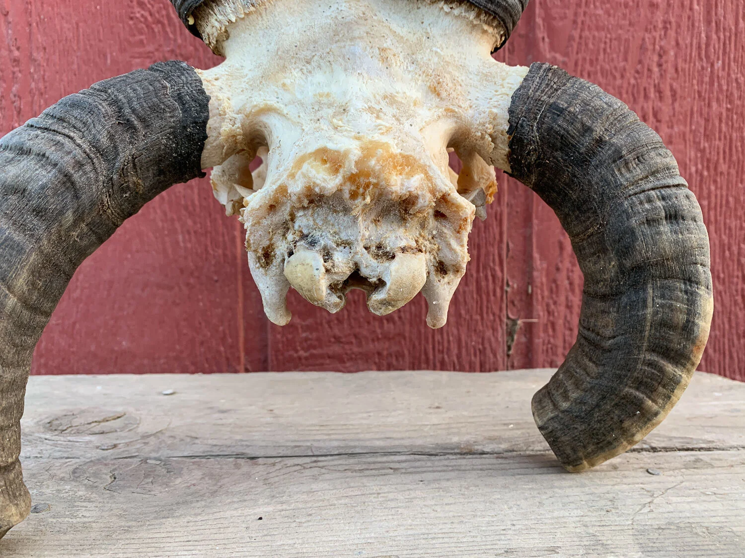 4-horn Jacob sheep skull