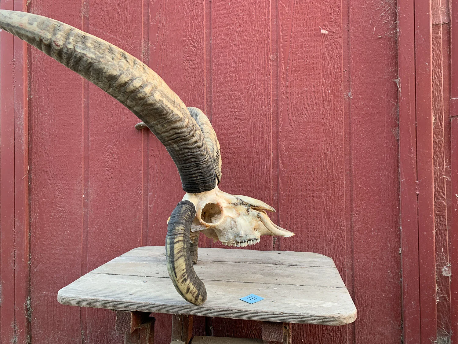 4-horn Jacob sheep skull