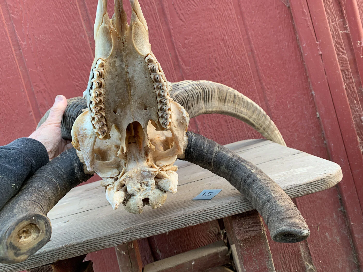 4-horn Jacob sheep skull