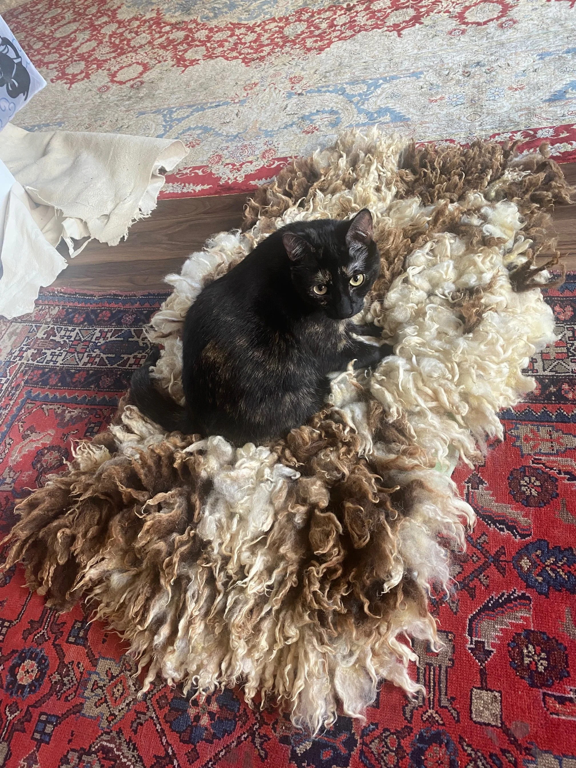 Cat on vegetarian sheepskin--a rug made with felted Jacob wool.