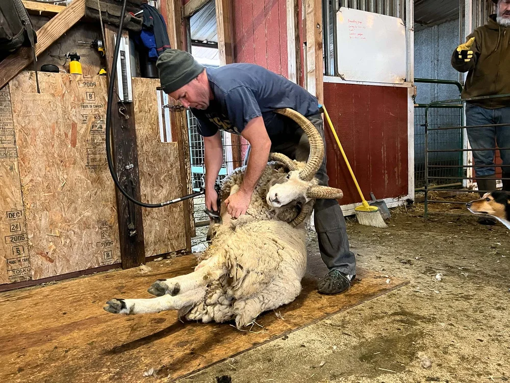 When are Sheep Sheared: Essential Timing Tips for Healthy Flocks