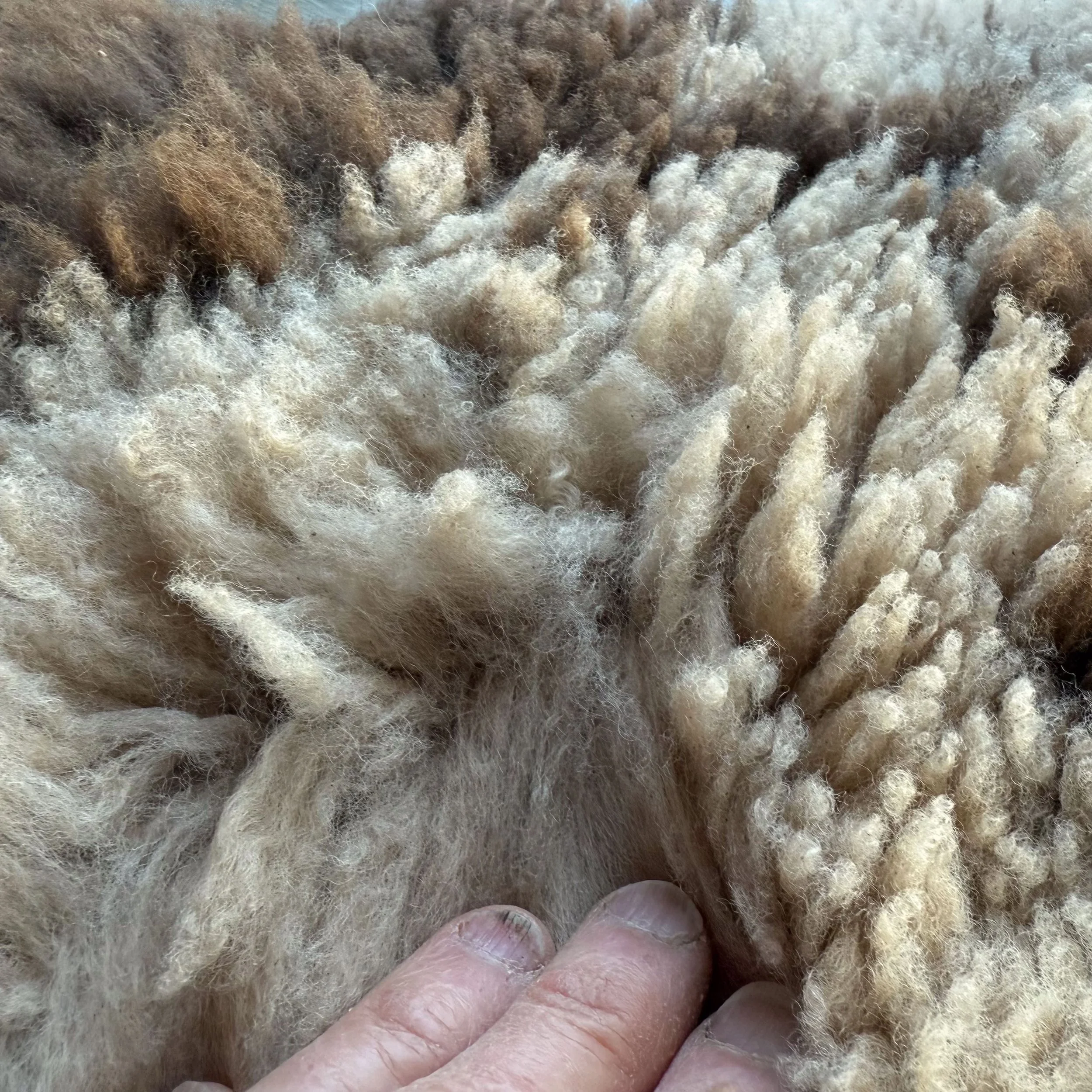 Wool close up on spotted lambskin.