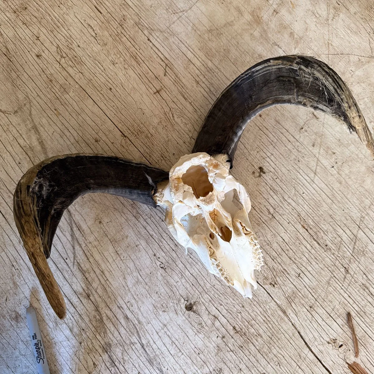 Skull A-3.jpg