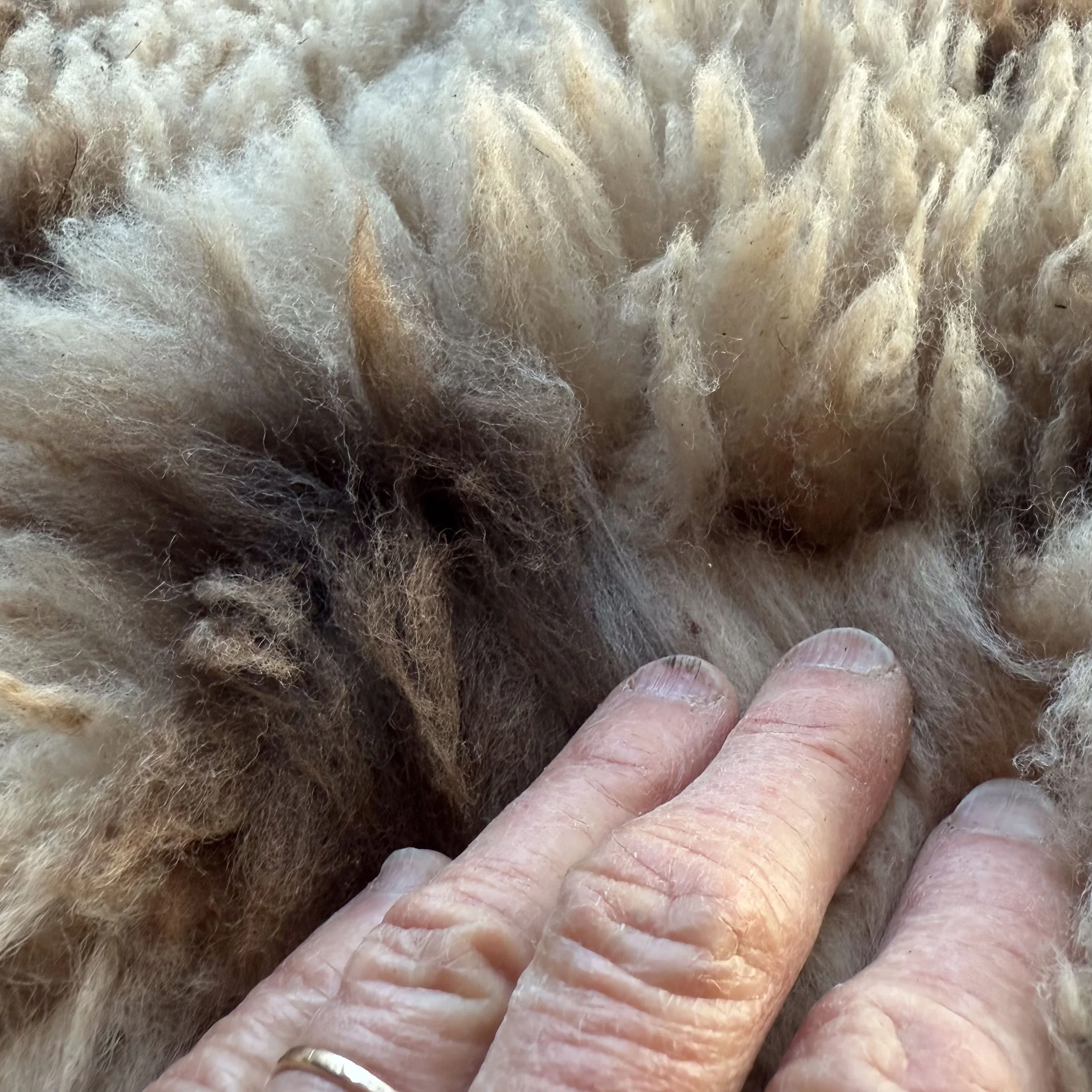 Close up view of spotted lambskin.