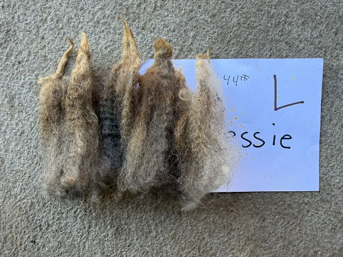 Fleece-Bessie-3.jpg