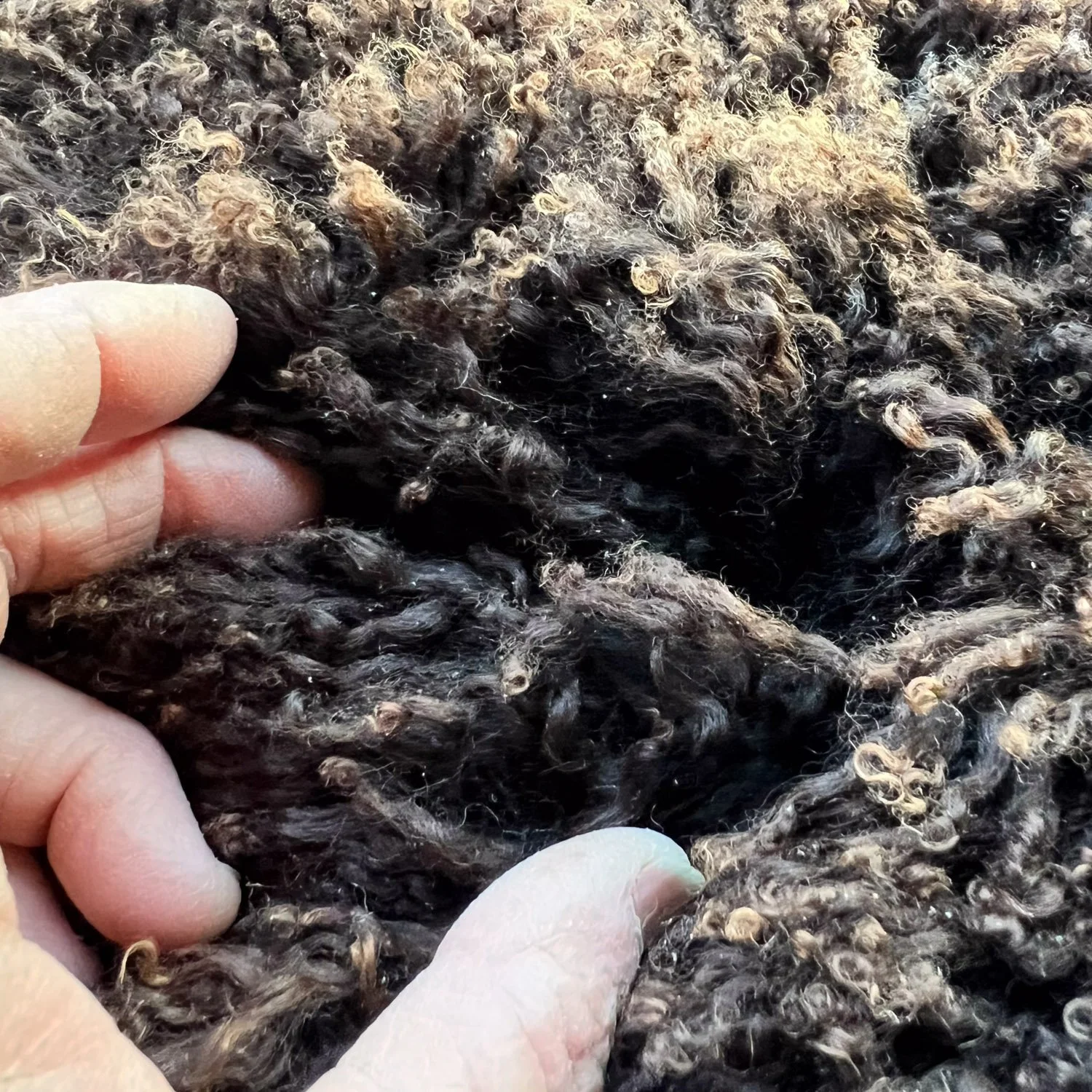 Close up of wool on chocolate color lambskin