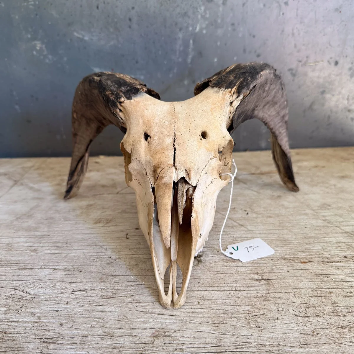 Skull C-1.jpg