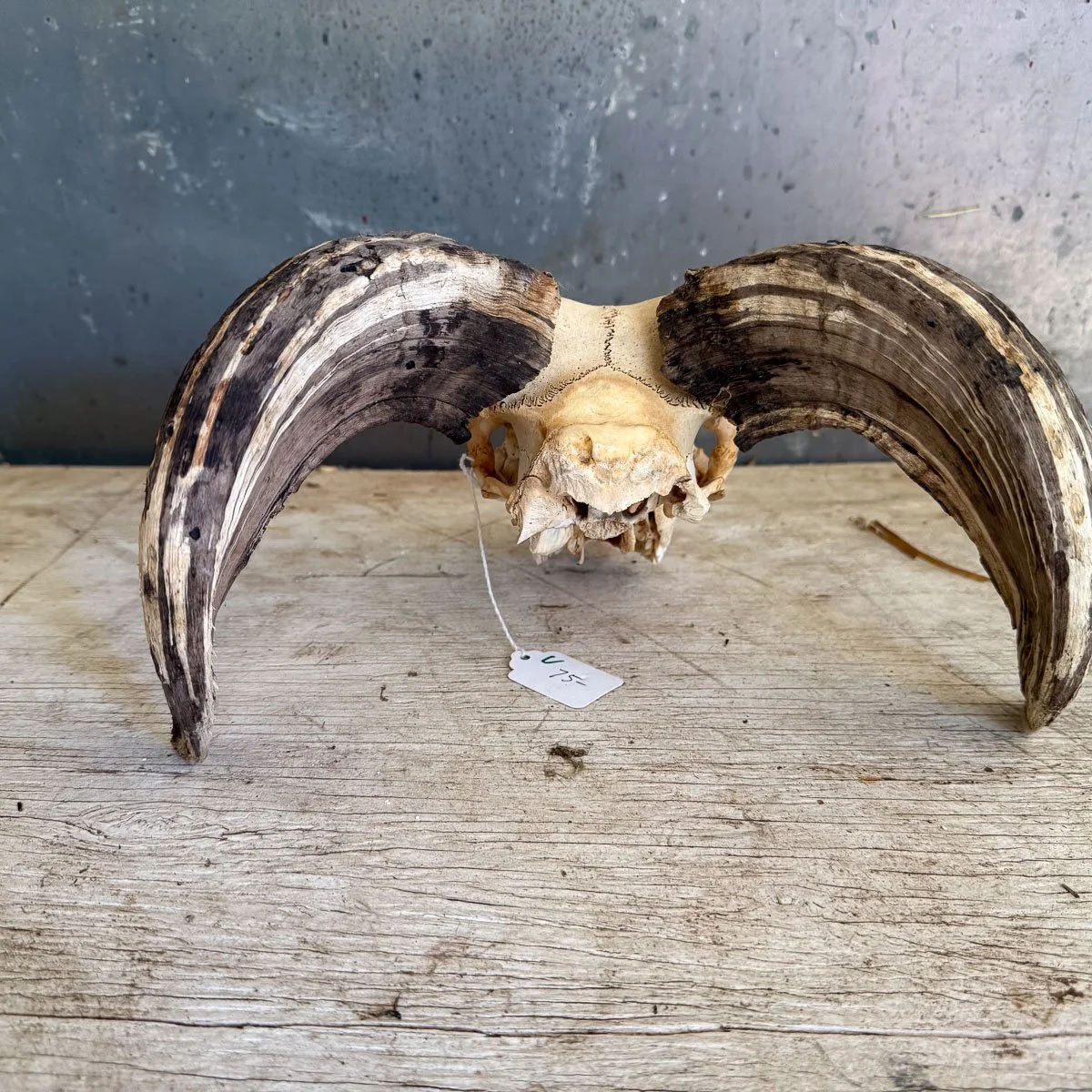 Skull C-3.jpg