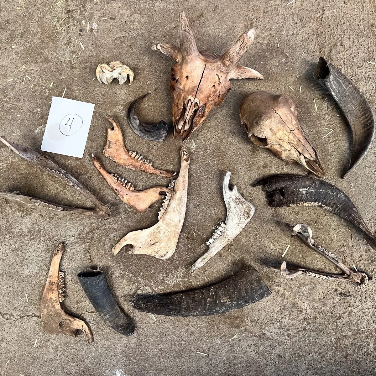 Skull_Collection_4-1.jpg
