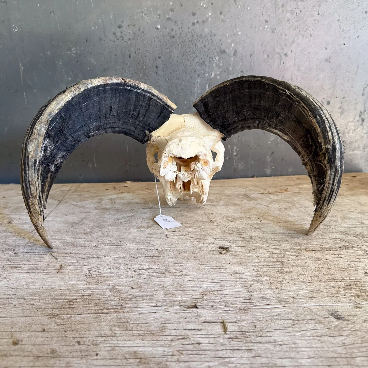 Skull A-2.jpg