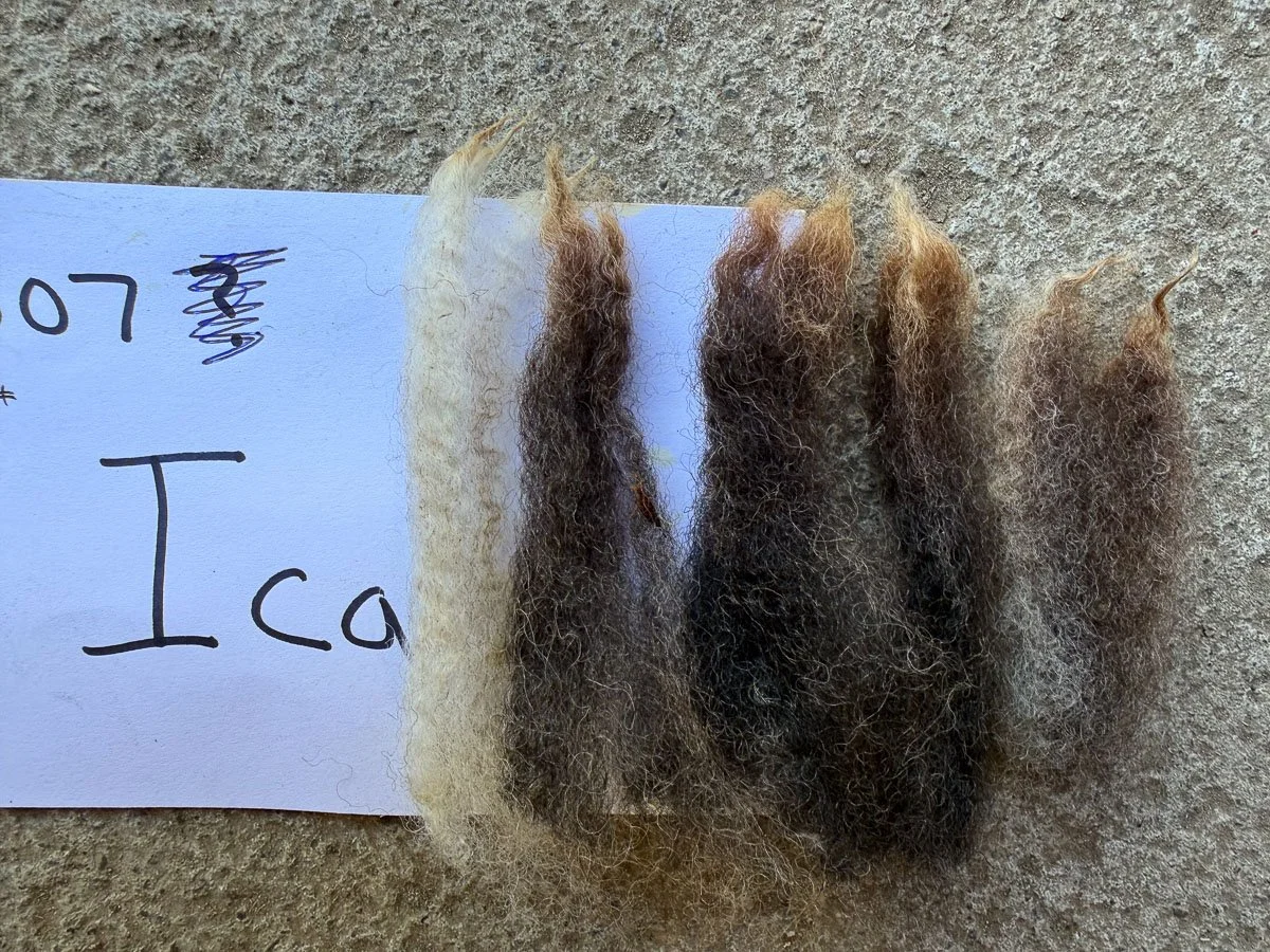 Fleece-Icarus-2.jpg