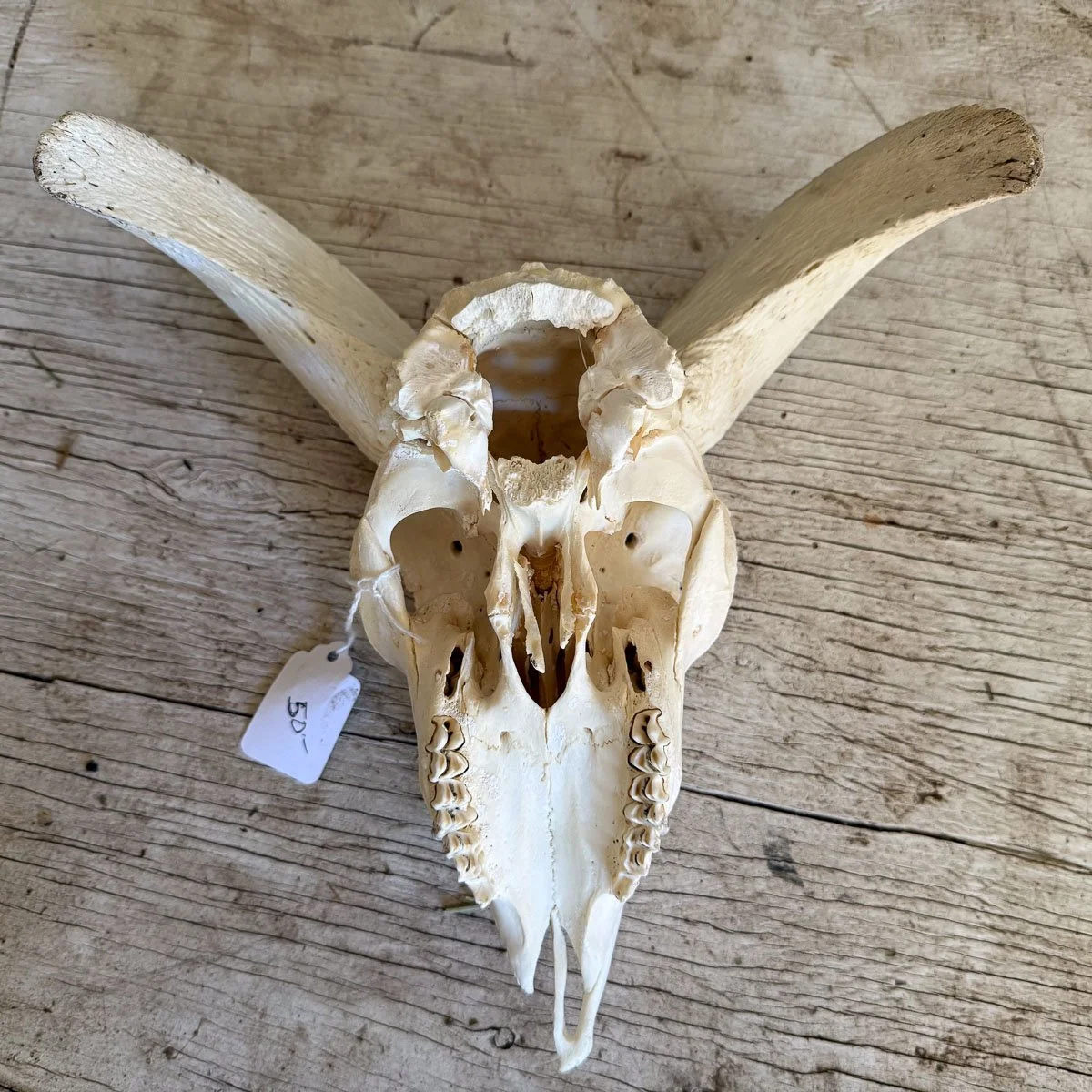 Skull D-3.jpg
