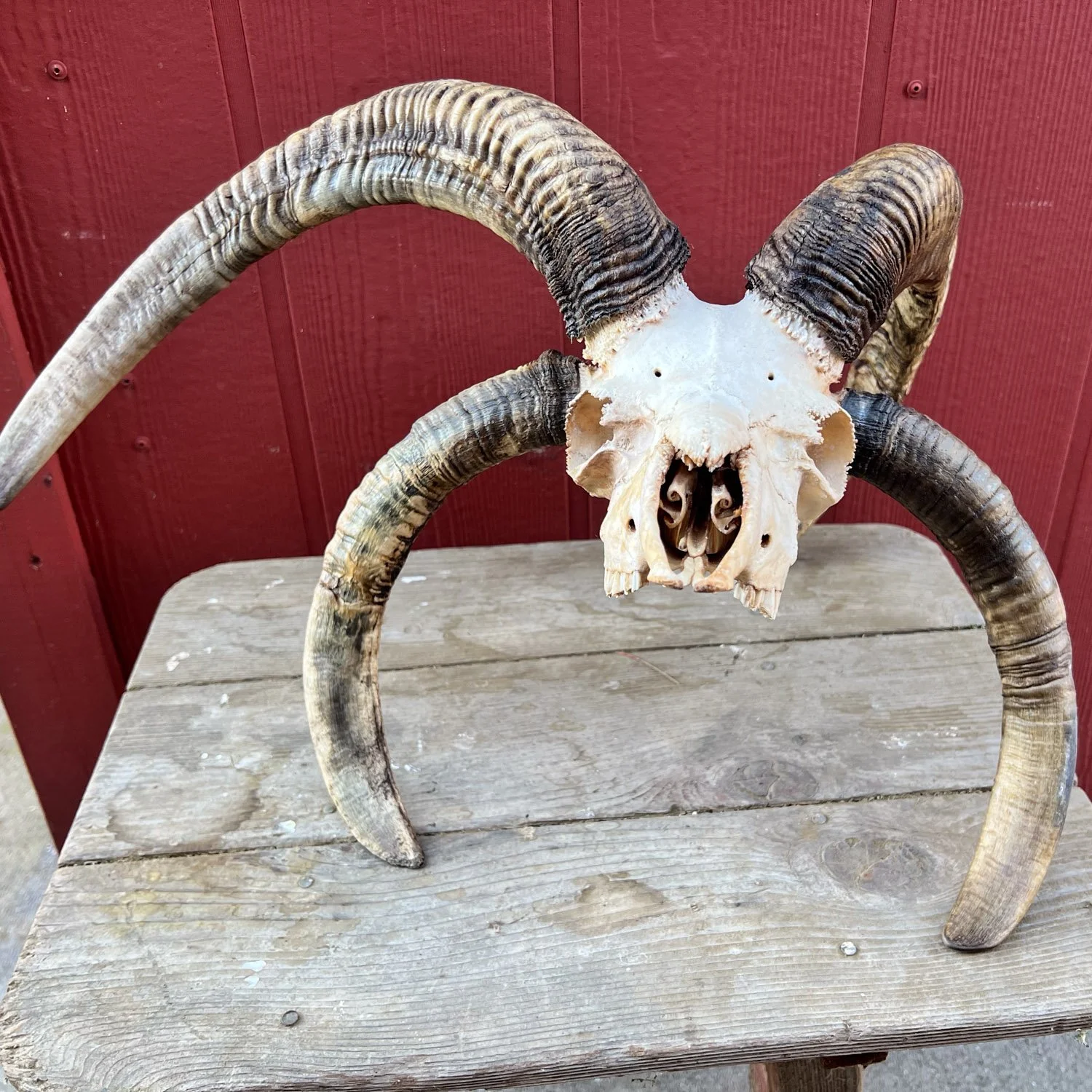 Four-horn Jacob sheep skull.