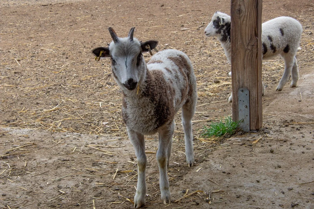 Jacob ewe lamb