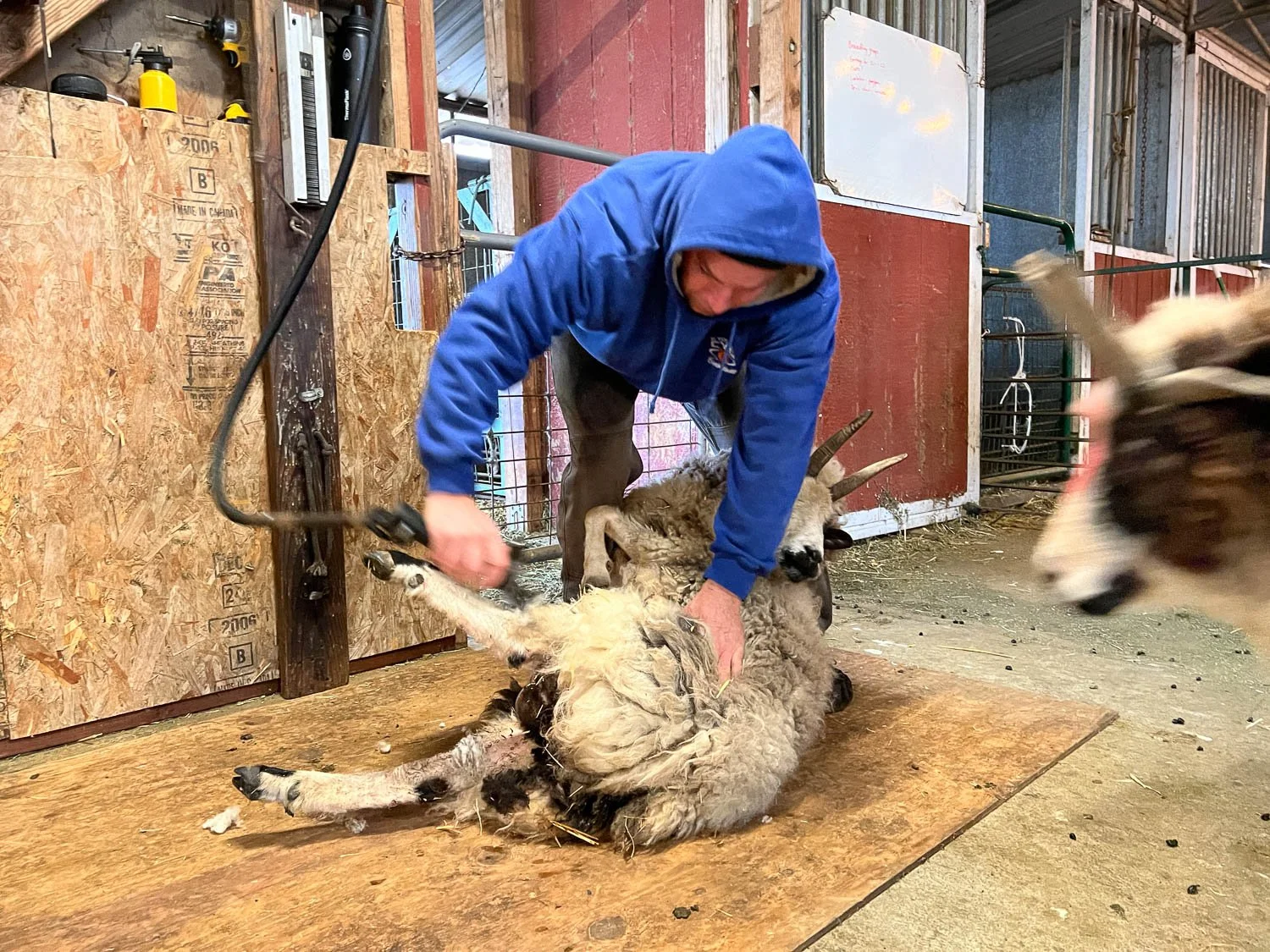 Shearer in blue jacket bending over sheep being shorn.