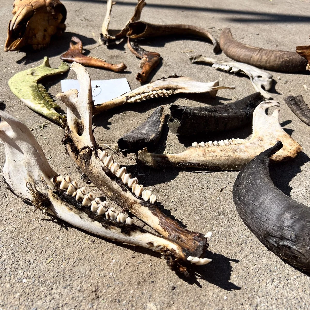 Skull_Collection_1-4.jpg
