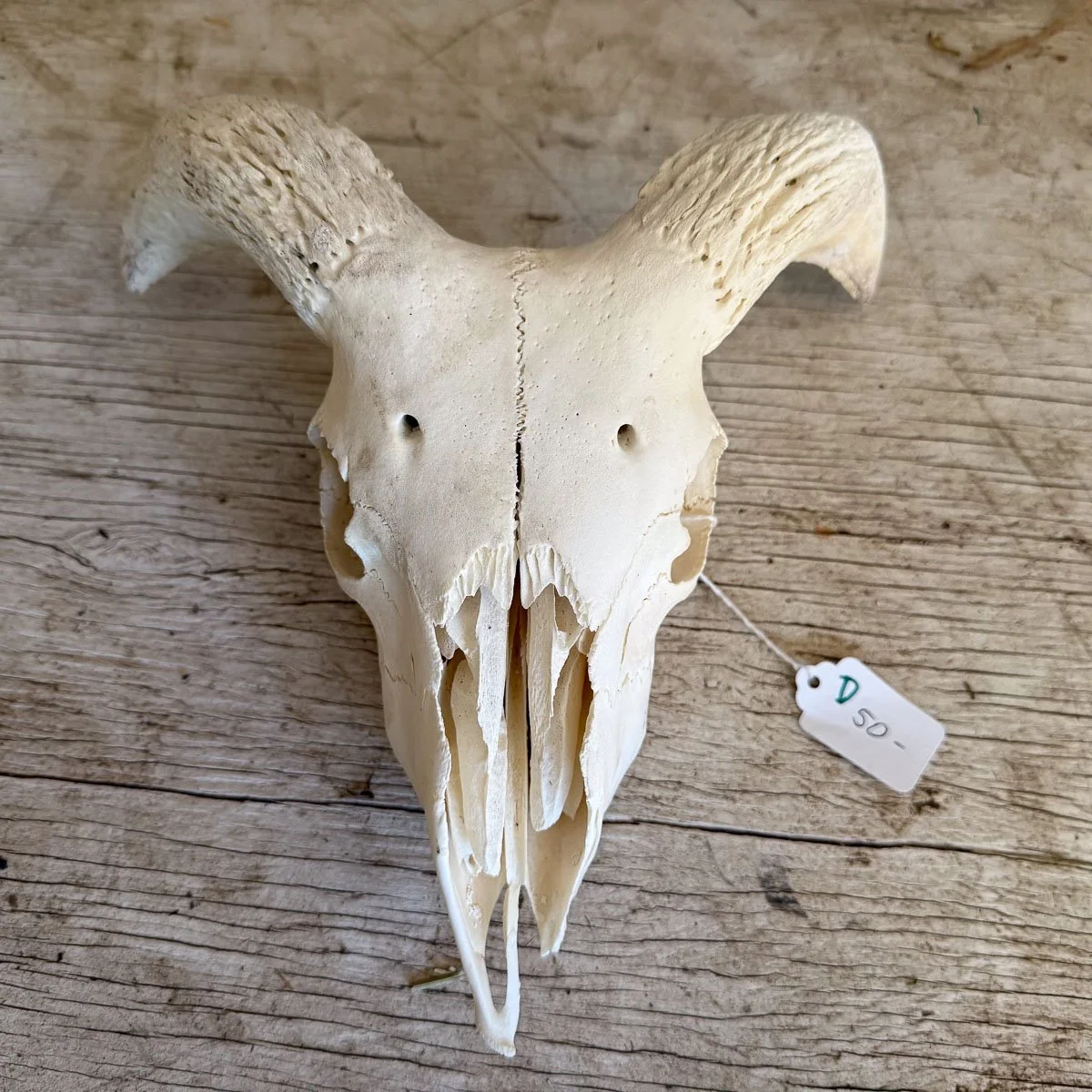 Skull D-1.jpg