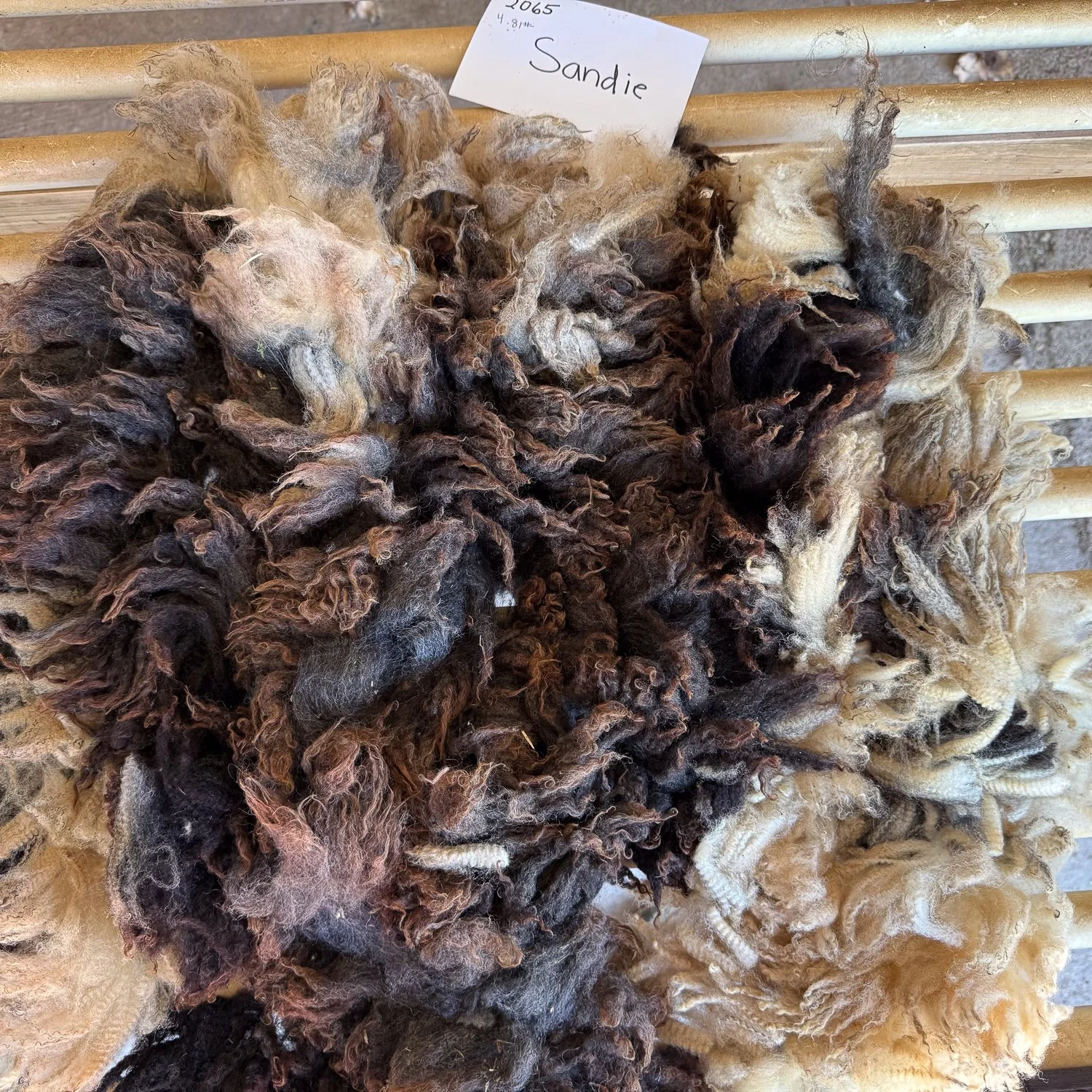 fleece_Sandie2-1.jpg
