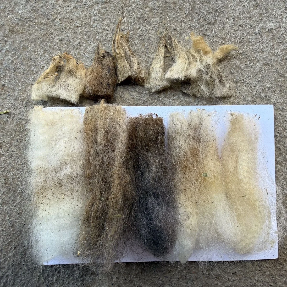 Fleece-Lavender-2.jpg