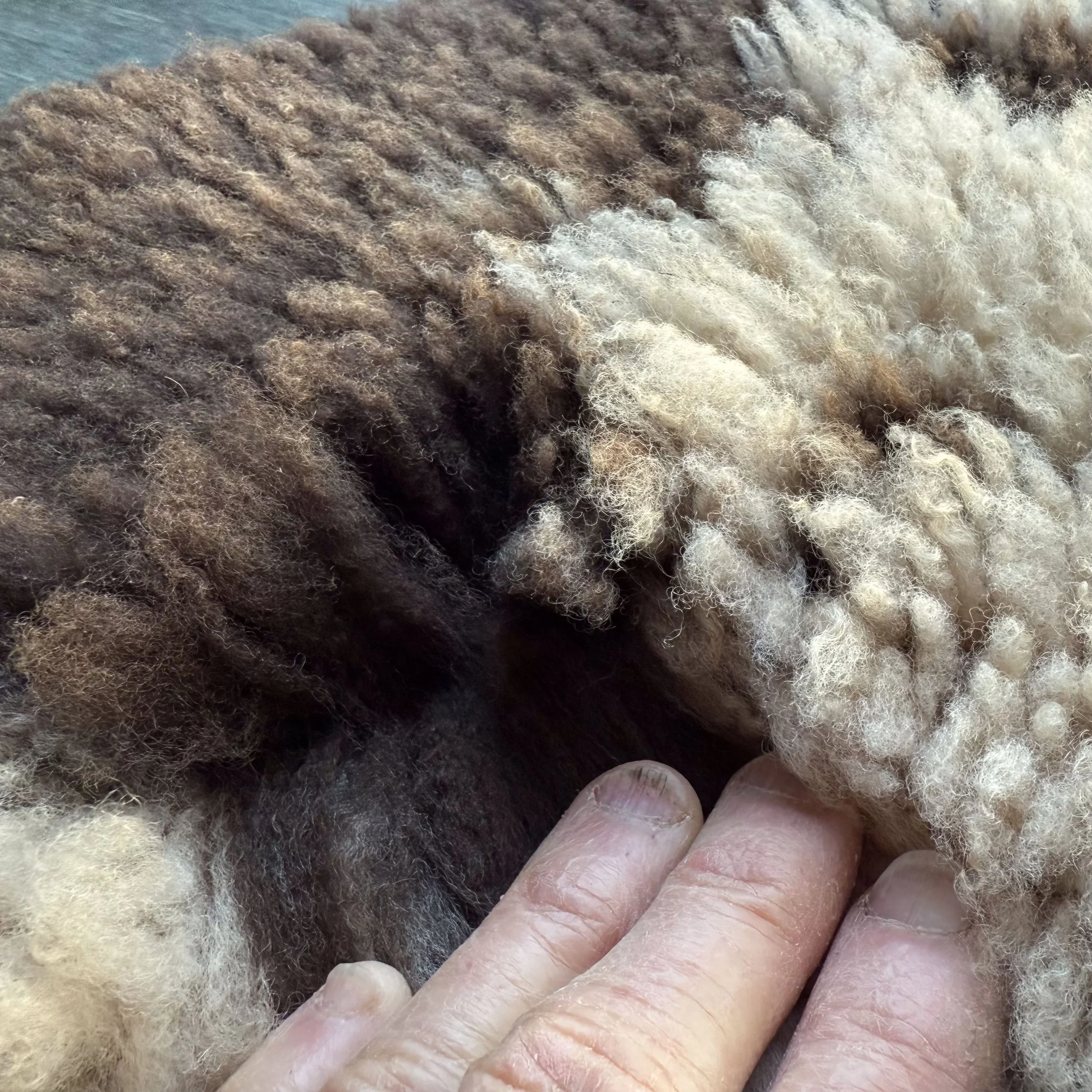 Close up of spotted lambskin.