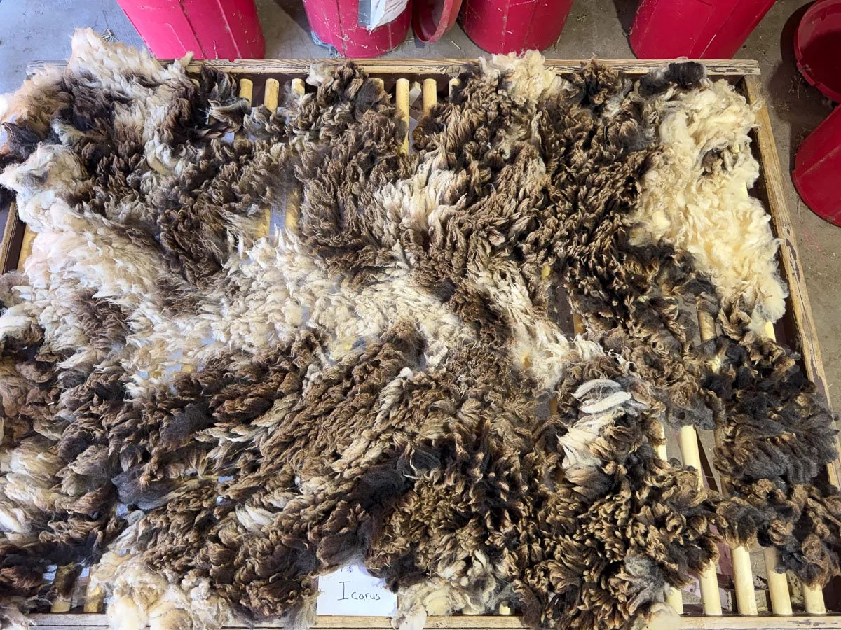 Fleece-Icarus-1.jpg
