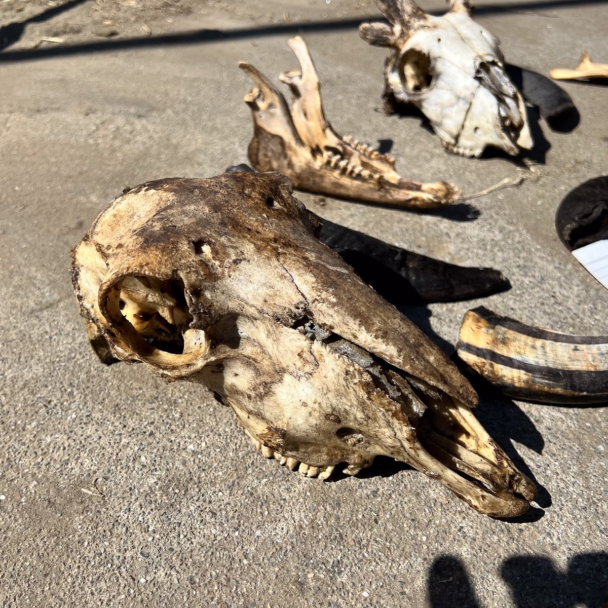 Skull_Collection_2-3.jpg
