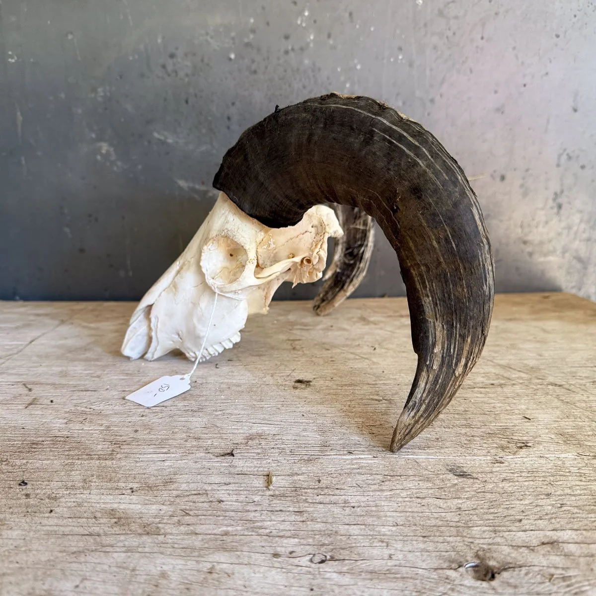 Skull A-4.jpg