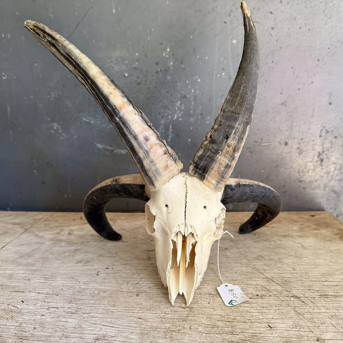 Skull E-1.jpg