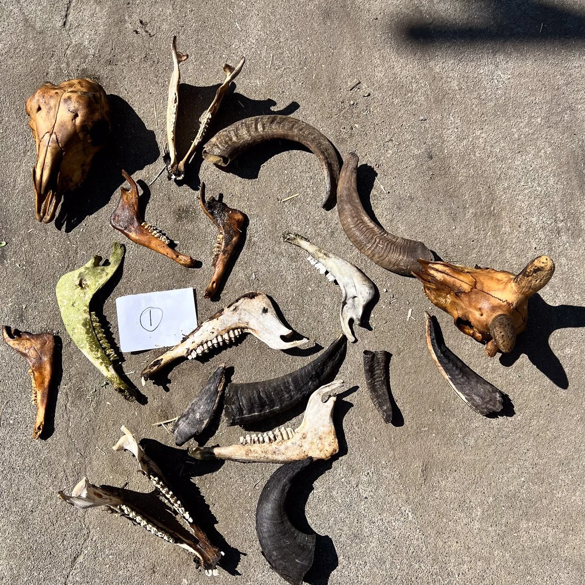 Skull_Collection_1-2.jpg