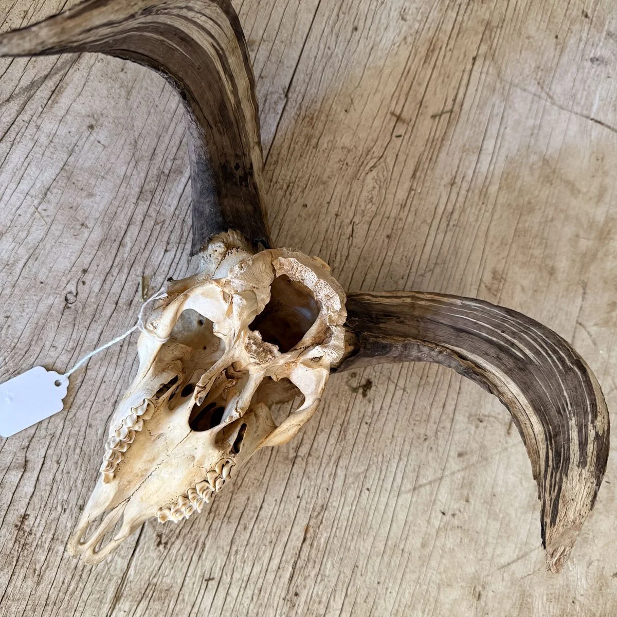 Skull C-4.jpg