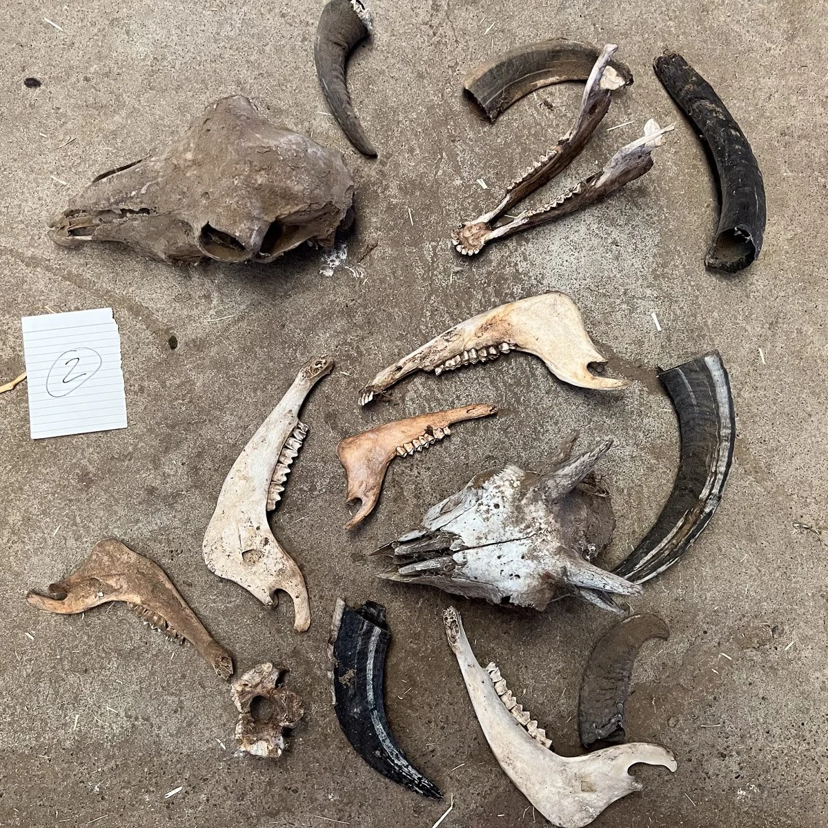 Skull_Collection_2-1.jpg