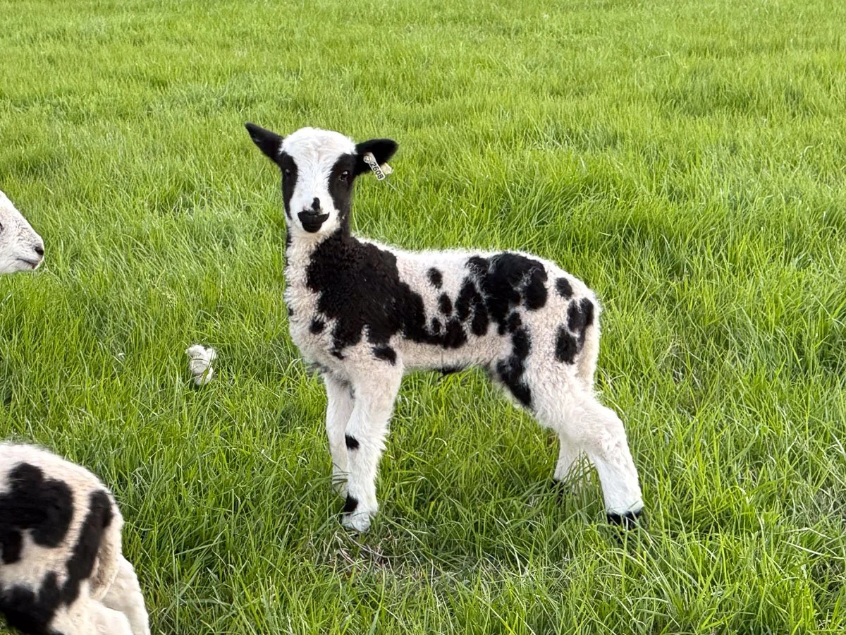 Black and white Jacob lamb in green pasture