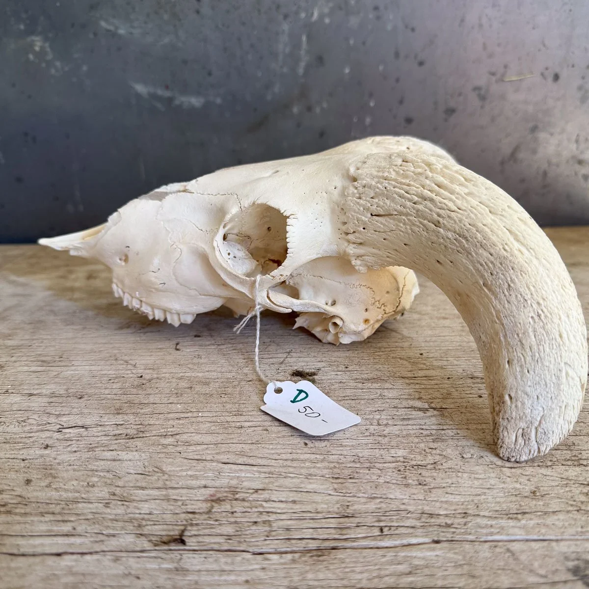 Skull D-2.jpg