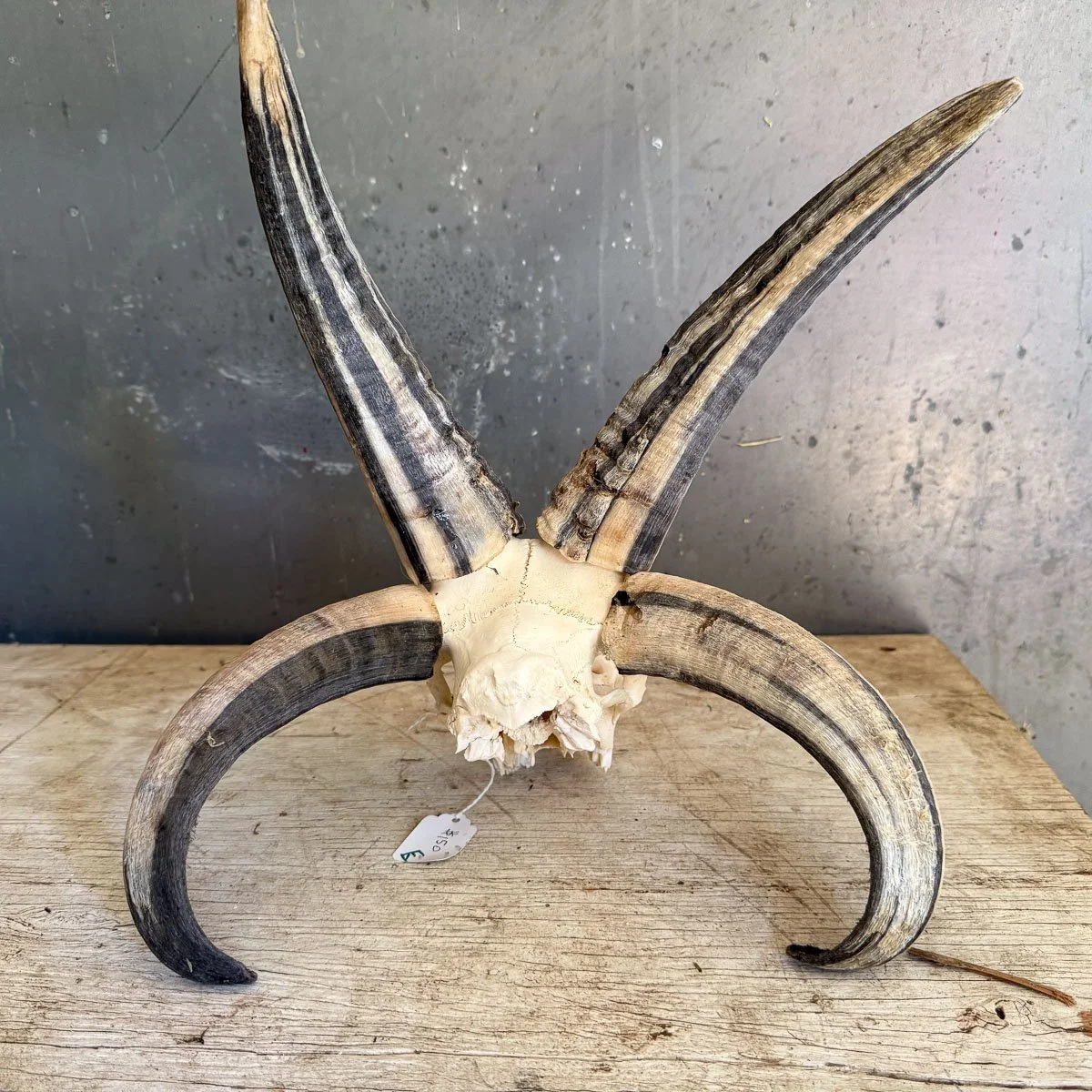 Skull E-3.jpg