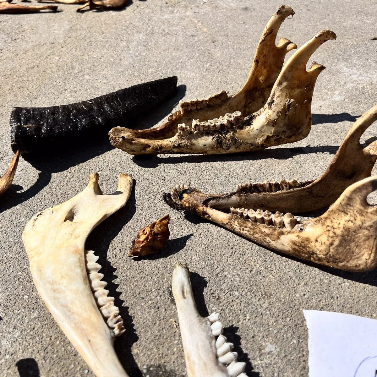 Skull_Collection_4-3.jpg