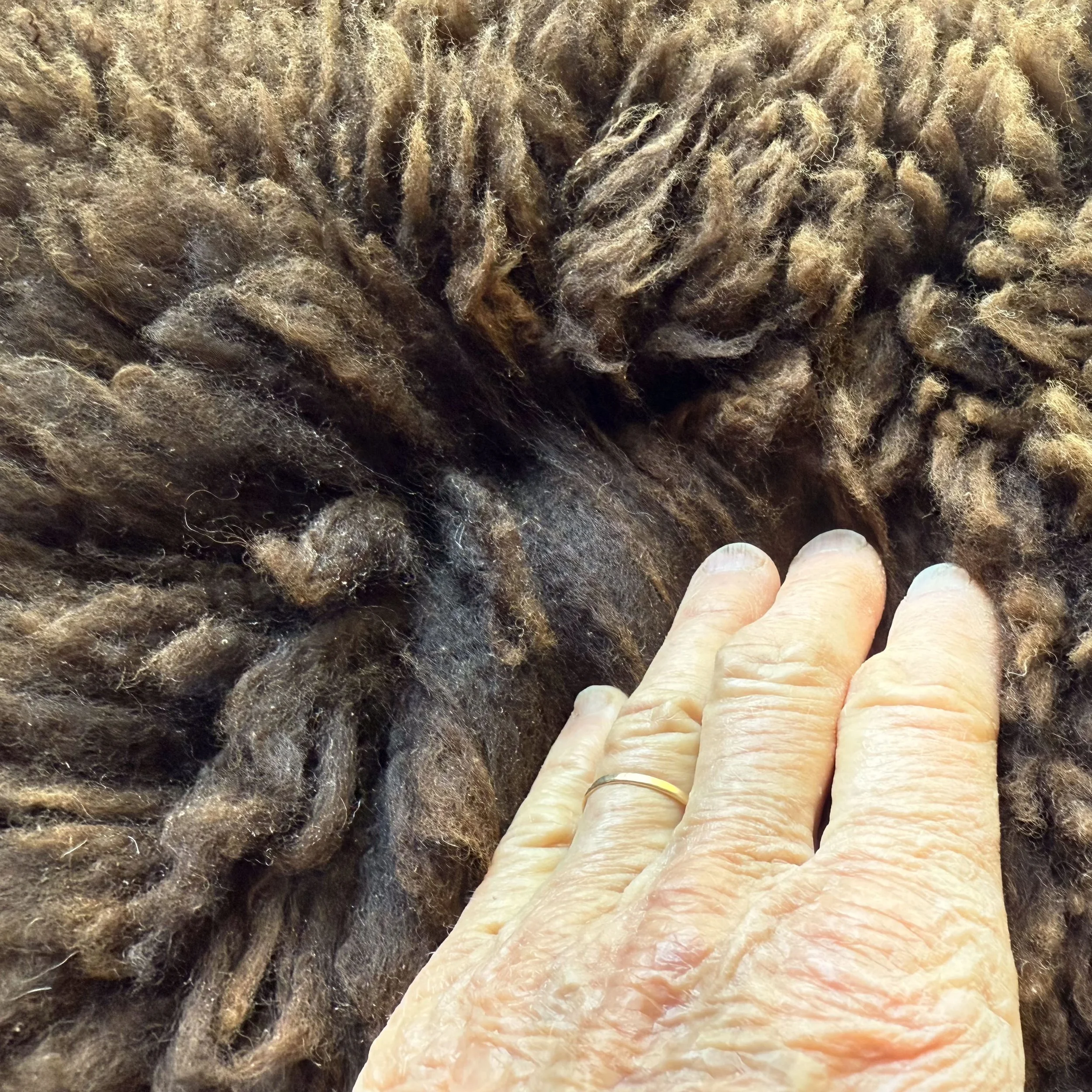 Close up of wool on brown lambskin.
