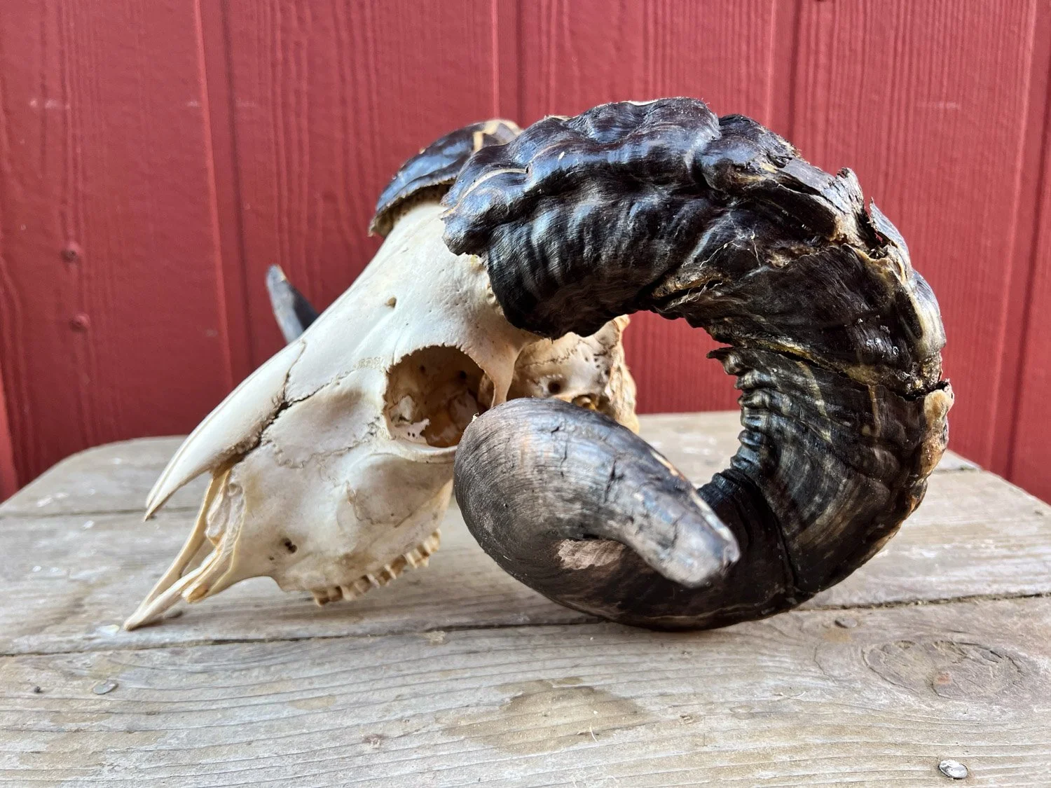 Side view of sheep skull with horns.
