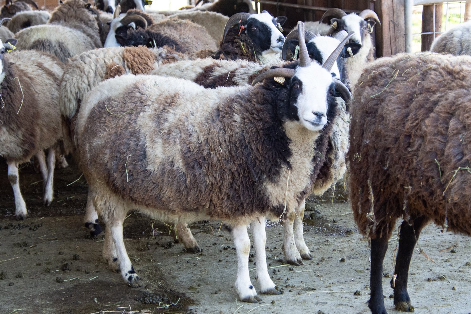 Jacob ewe with four horns.