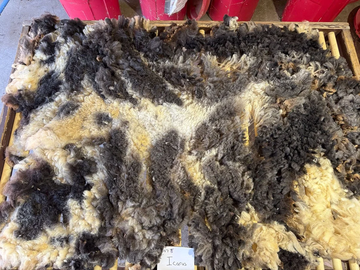 Fleece-Icarus-3.jpg